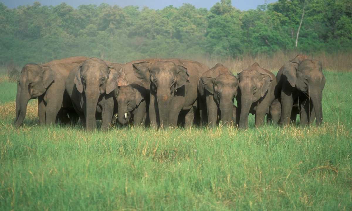 Asian Elephant Herd Rajaji National Park - Elephant Safari India