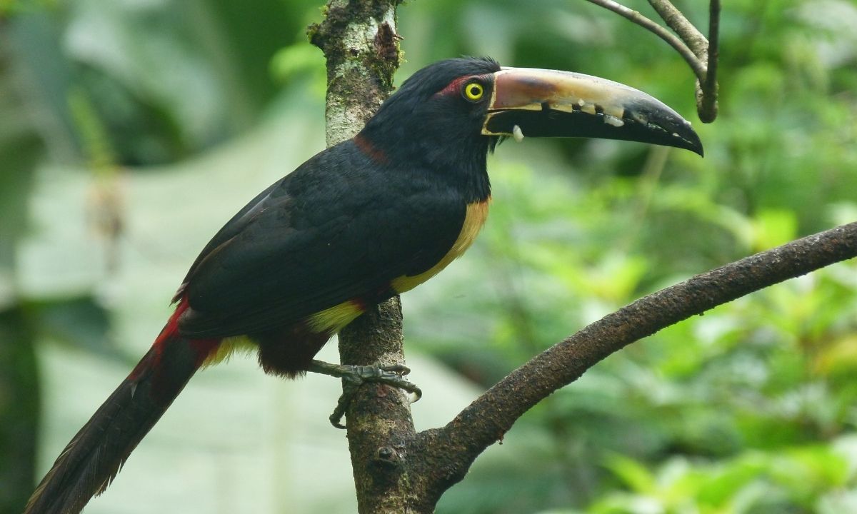 Bird Watching Rajaji National Park - 400+ Bird Species Uttarakhand