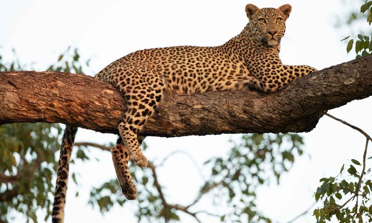 Indian Leopard Rajaji Tiger Reserve - Wildlife Photography Uttarakhand