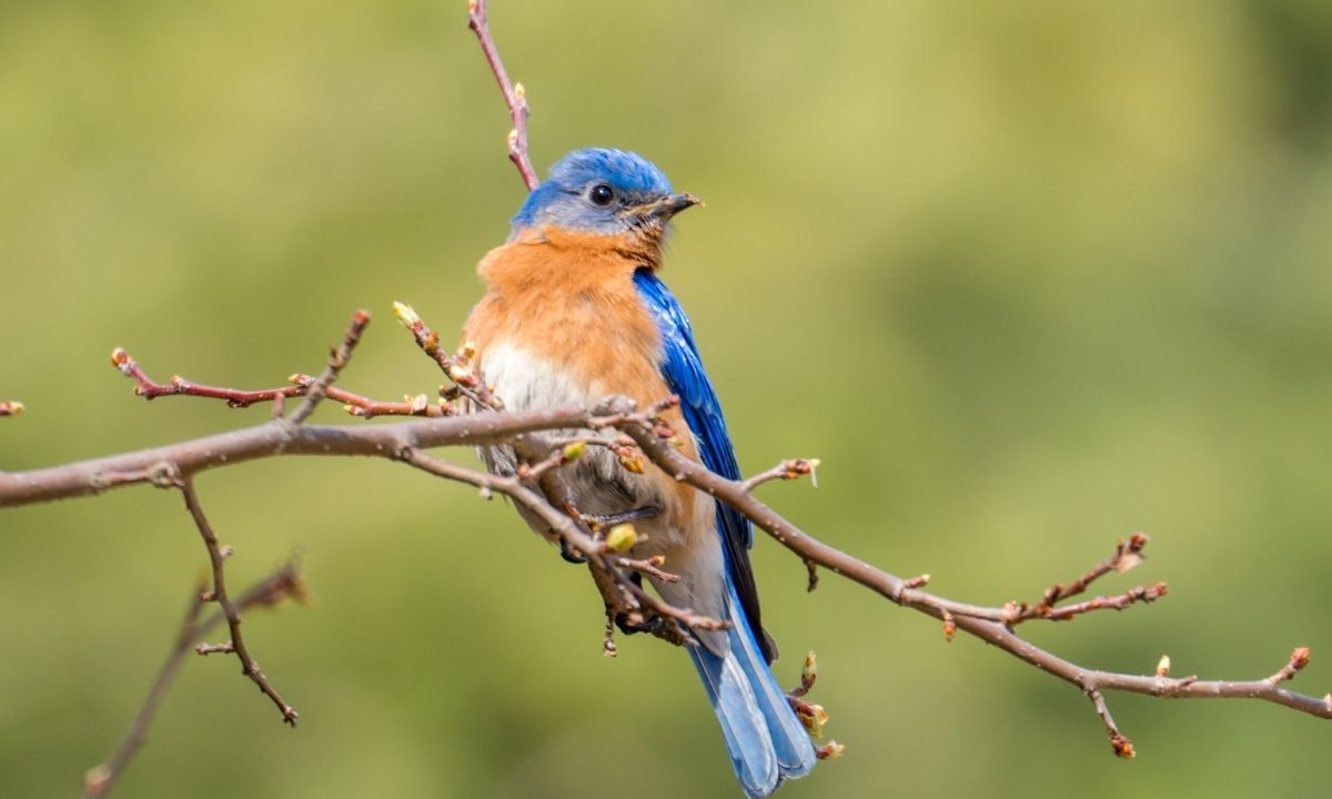 Bird Watching Tours at Rajaji National Park - Over 400 bird species including colorful birds