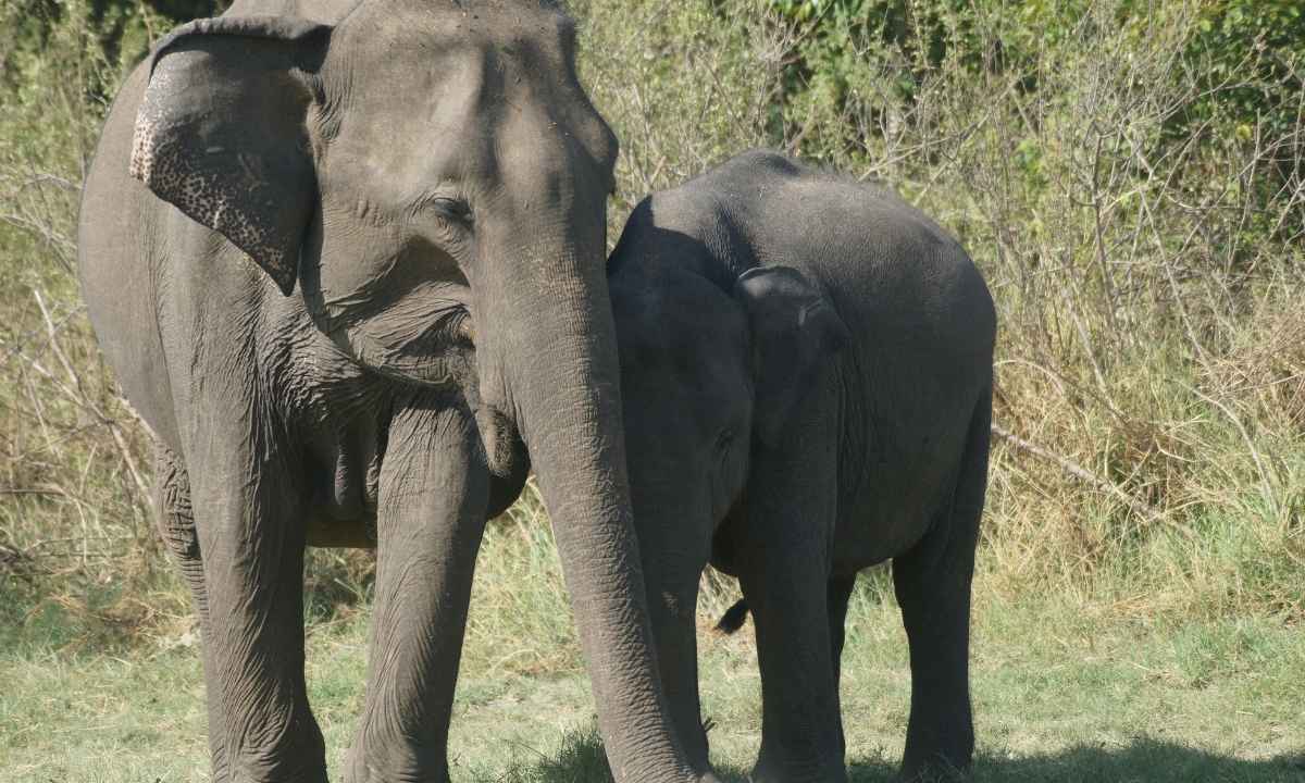 Elephant Safari at Rajaji National Park - Traditional wildlife viewing experience